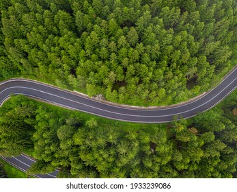 Winding Road Trough Dense Pine Forest. Aerial Drone View, Top Down