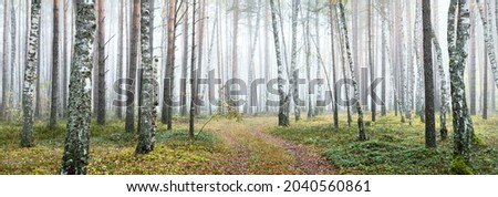 Winding rural road (pathway) through the evergreen forest in a fog at sunrise. Ancient pine trees, green and golden plants, birch close-up. Ecology, autumn, ecotourism, environmental conservation