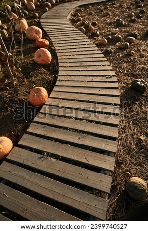 Winding rustic path way running across pumpkin patch in autumn day. View from above of wooden path descending across field with hundreds of pumpkins, during fall season. Concept of harvesting.