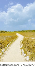 A winding sandy path lined with white conch shells leads through a golden grassy field under a bright blue sky