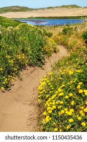 Winding sandy trail with bright yellow California poppies (binomial name: Eschscholzia californica), state flower of California, near Abbotts Lagoon in Point Reyes National Seashore in spring