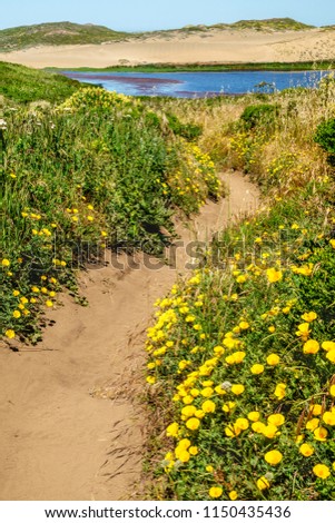 Winding sandy trail with bright yellow California poppies (binomial name: Eschscholzia californica), state flower of California, near Abbotts Lagoon in Point Reyes National Seashore in spring