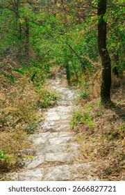 A winding stone path drops through leafy trees and mossy edges, forming a tranquil walkway in the woods.