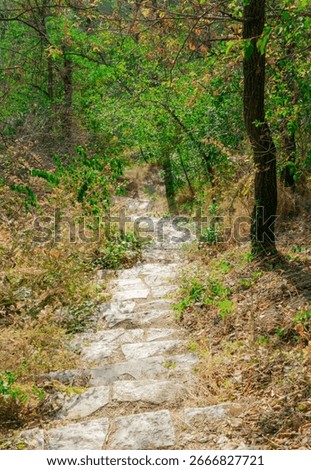 A winding stone path drops through leafy trees and mossy edges, forming a tranquil walkway in the woods.