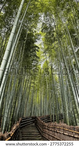 Winding stone-edged path through the towering Arashiyama Bamboo Grove in Kyoto Japan a serene and iconic cultural landscape