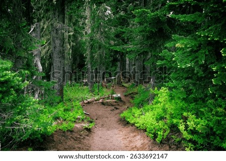 A winding trail in the forest