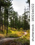 Winding Trail on Lion Mountain in Whitefish Montana