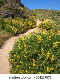 Winding trail through the lupine covered hills of Point Reyes National Seashore, California.