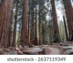 Winding trail through towering giant sequoia trees on the Congress Trail in Sequoia National Park, California. A peaceful forest landscape showcasing the immense size and beauty of these ancient trees
