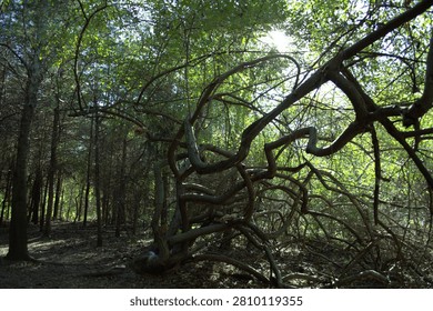 A Winding Tree with Sprawling Branches