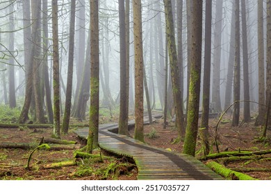 Winding wooden boardwalk in a Misty Forest - Powered by Shutterstock