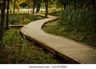 A winding wooden path leads through a tranquil birch forest, surrounded by tall, slender trees and lush greenery. Sunlight softly filters through the foliage, creating a peaceful atmosphere. - Powered by Shutterstock