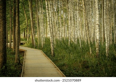 A winding wooden path leads through a tranquil birch forest, surrounded by tall, slender trees and lush greenery. Sunlight softly filters through the foliage, creating a peaceful atmosphere. - Powered by Shutterstock