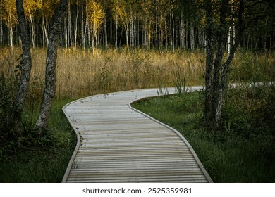 A winding wooden path leads through a tranquil birch forest, surrounded by tall, slender trees and lush greenery. Sunlight softly filters through the foliage, creating a peaceful atmosphere. - Powered by Shutterstock