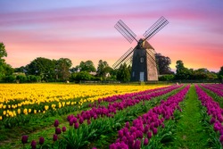 Windmill In Beautiful Color Tulips Field 