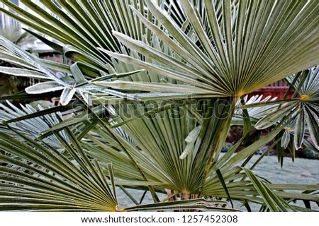 windmill palm tree frost frozen leaves closeup frosty winter season 