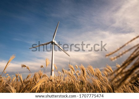 A windmill in a reed field and blue sky.