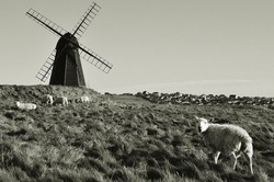 Windmill And Sheep English Countryside