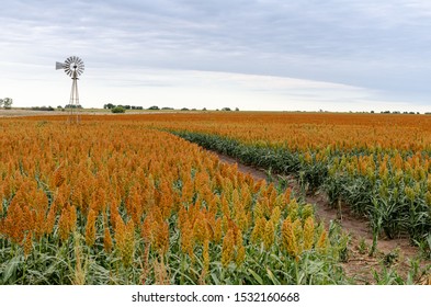 Windmill Sits In A Kansas Sorghum Field