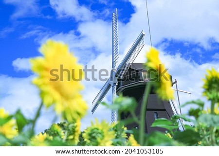 Windmühle hinter gelben Rapsblüten III