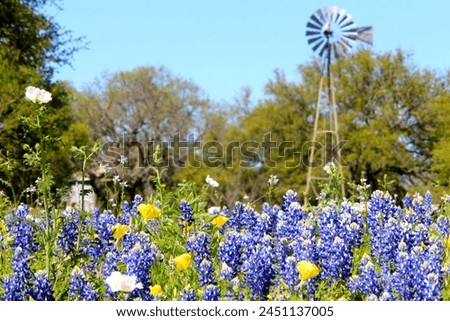 windmill surrounded by texas blue bonnets