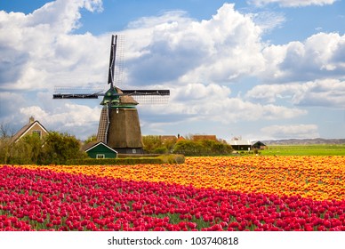 Windmill With Tulip Field In Holland