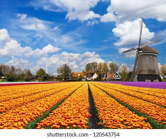 Windmill With Tulip Field In Holland