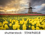 Windmill and tulips fields, Alkmaar polder, Netherlands