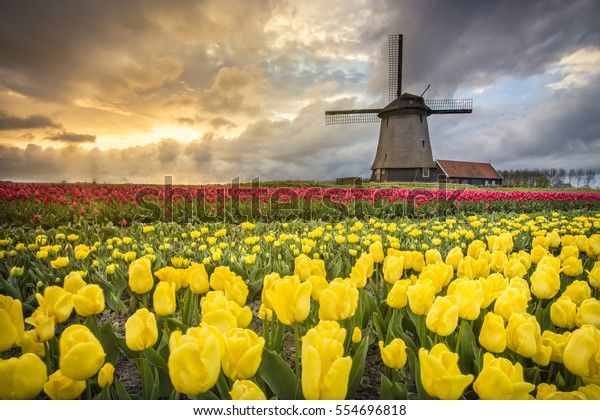 オランダ アルクマール ポルダー 風車とチューリップの畑 の写真素材 今すぐ編集