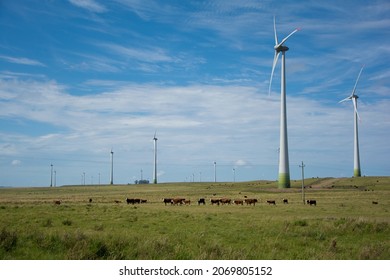 Windmills With Wind Power And Livestock