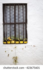 Window