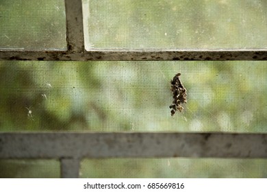 window