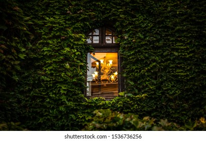Window with beautiful light inside surrounded by a lot of vegetation.