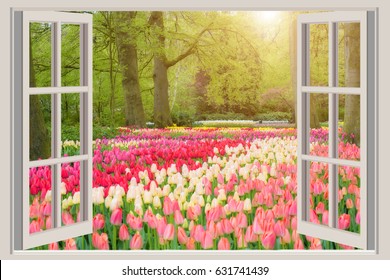 Window with beautiful spring tulips flowers garden in Netherlands. 