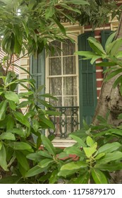 Window behind the tree