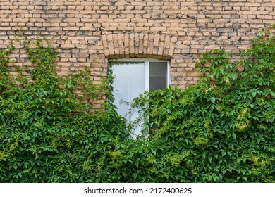 Window in a beige brick wall overgrown with wild grapes