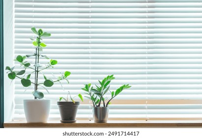 Window blinds and house plants on a window sill. - Powered by Shutterstock