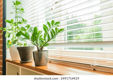 Window blinds and house plants on a window sill. - Powered by Shutterstock