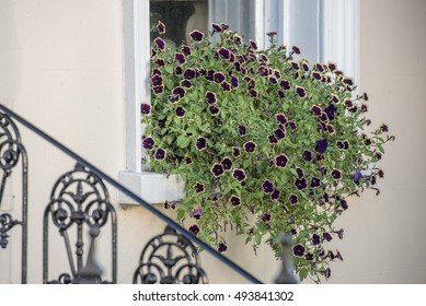 Window Box And Flowers Salisbury Wiltshire UK