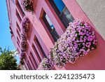 Window box flowers in summer cover pink wall