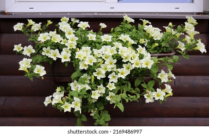 Window Box Full Of White Petunias. White Flowering Plants In A Flower Box In The Window Sill .