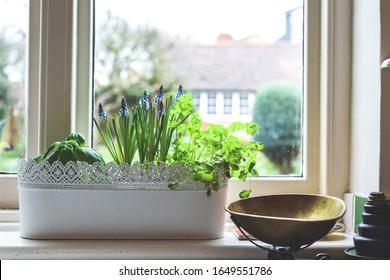 Window Box With Herb Garden And Spring Bulbs Growing In A Home Kitchen Interior