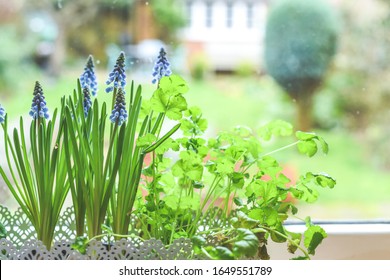 Window Box With Herb Garden And Spring Bulbs Growing In A Home Kitchen Interior