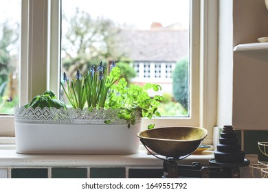 Window Box With Herb Garden And Spring Bulbs Growing In A Home Kitchen Interior