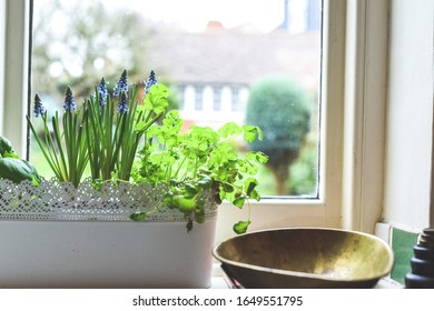 Window Box With Herb Garden And Spring Bulbs Growing In A Home Kitchen Interior