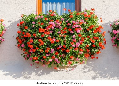 A window box overflows with bright flowers in shades of red and pink. The sun shines on the colorful blooms.