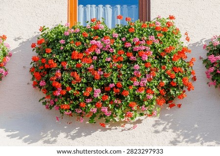 A window box overflows with bright flowers in shades of red and pink. The sun shines on the colorful blooms.