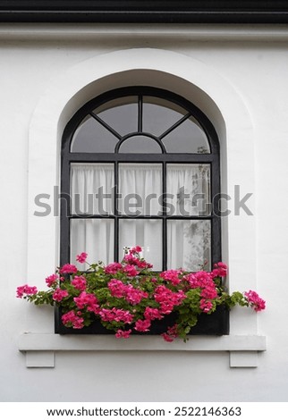 Window box with pink geraniums