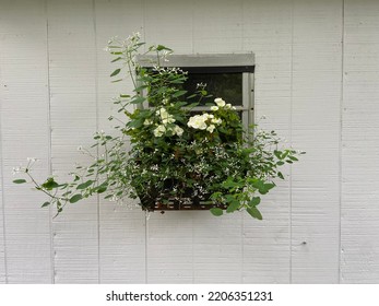 A Window Box Planted With White Flowers And Green Climbing Plants In Front Of A Painted White Wood Wall