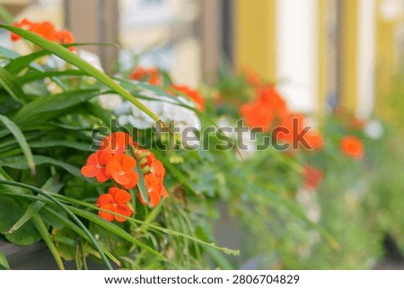 Window box with red and white geraniums against a light facade. The contrast between foliage and architecture creates a striking urban accent.